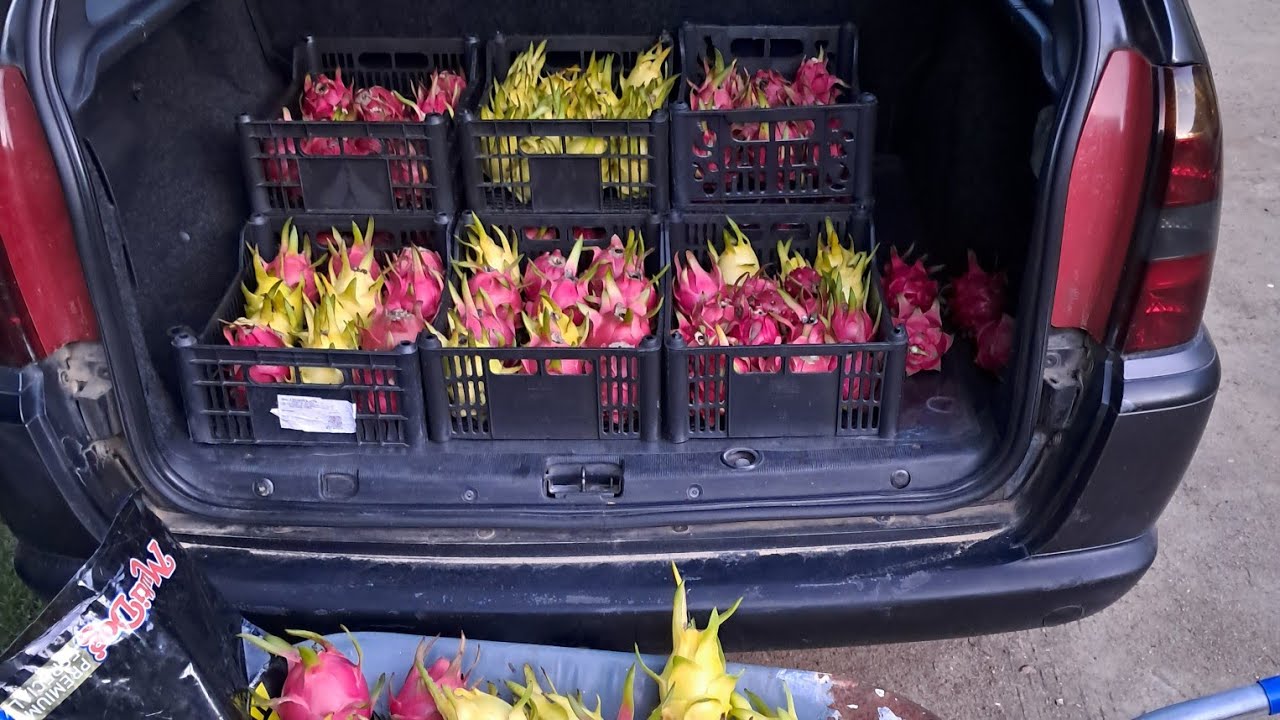 Pitayas de alta e baixa produção 