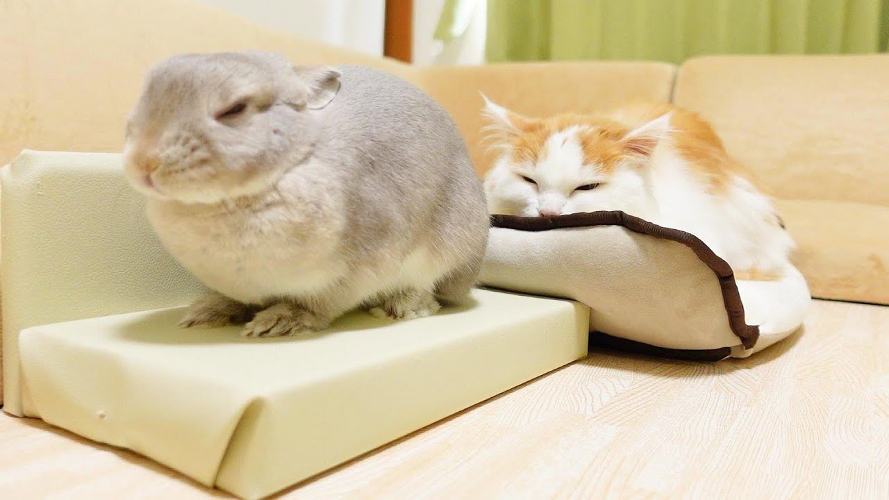朝からそろって所定の位置から動かないうさぎとニャンコに、プレゼントを渡してやる気を引き出したった