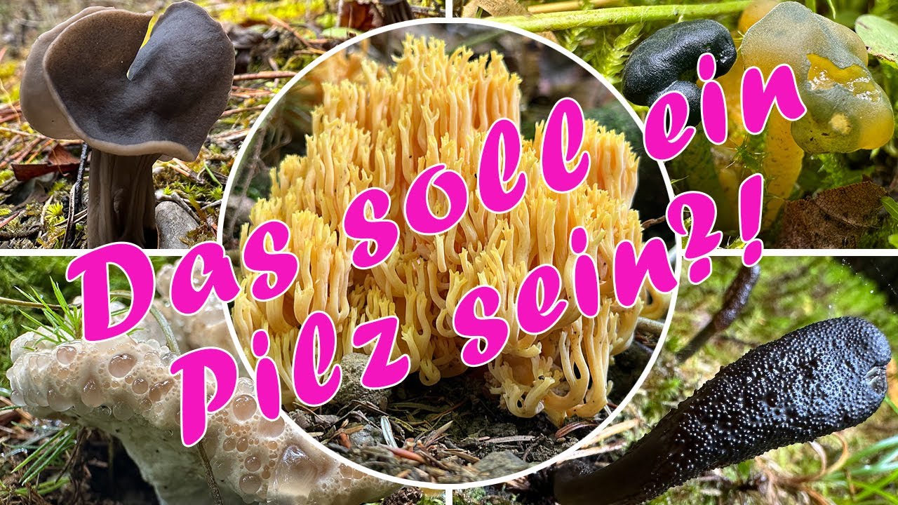 Das soll ein Pilz sein?! Korallenpilze, Saftporlinge, Zungenkernkeule, Hirschtrüffel, Strubbelkopf