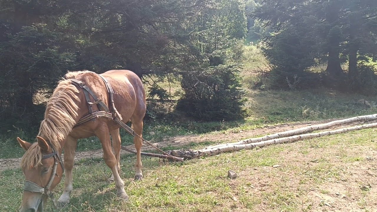 🎦Як проходять навчання лошат в Березові 🪓🪚річна лошичка 🐴 можливий продаж 💵 066 097 5974