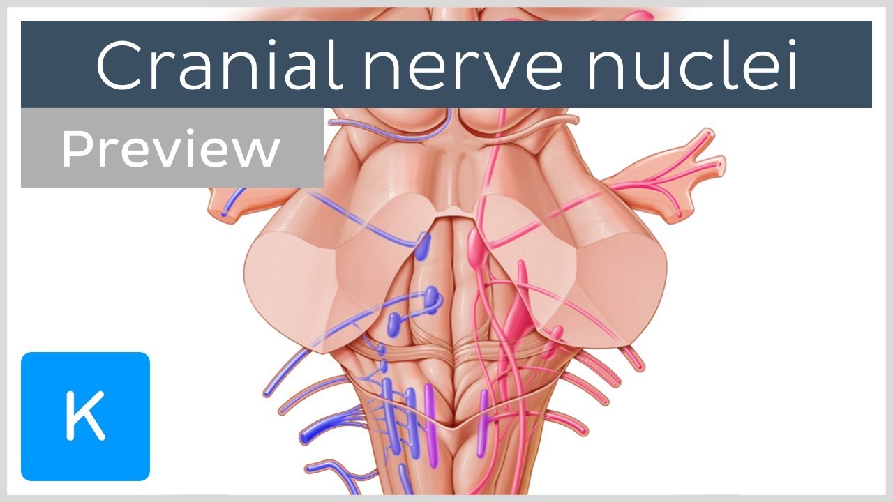 Cranial nerve nuclei: locations and functions (preview) - Human Neuroanatomy |&nbsp;Kenhub