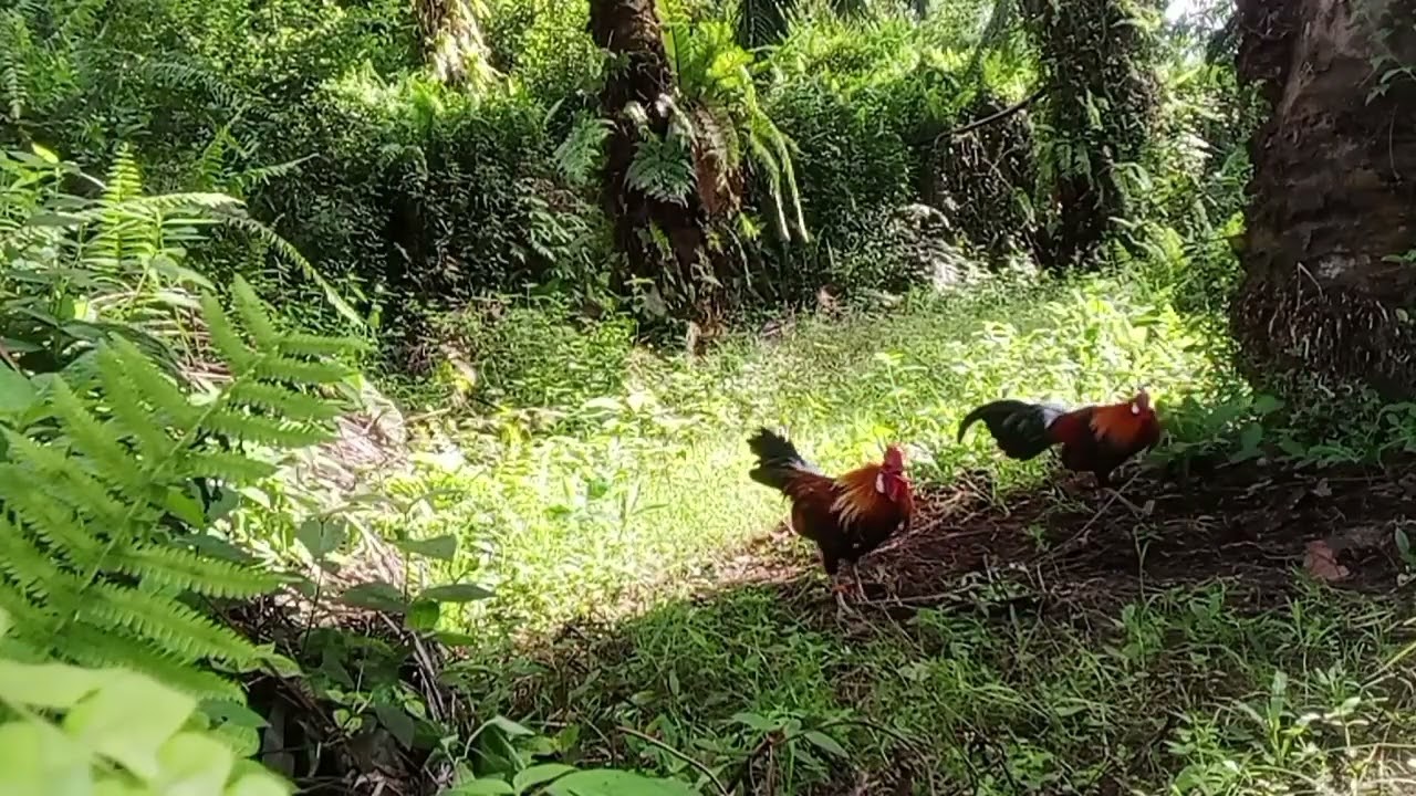 Sekali pasang,,,poin 2 ekor