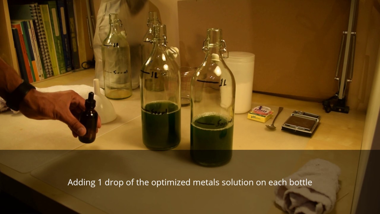 Growing Spirulina algae - Expanding the culture (home edition)