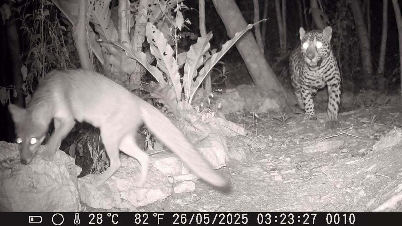 Con quién se encuentra el JAGUAR 🐆 en este camino? 📷 Cámara trampa Yucatán 