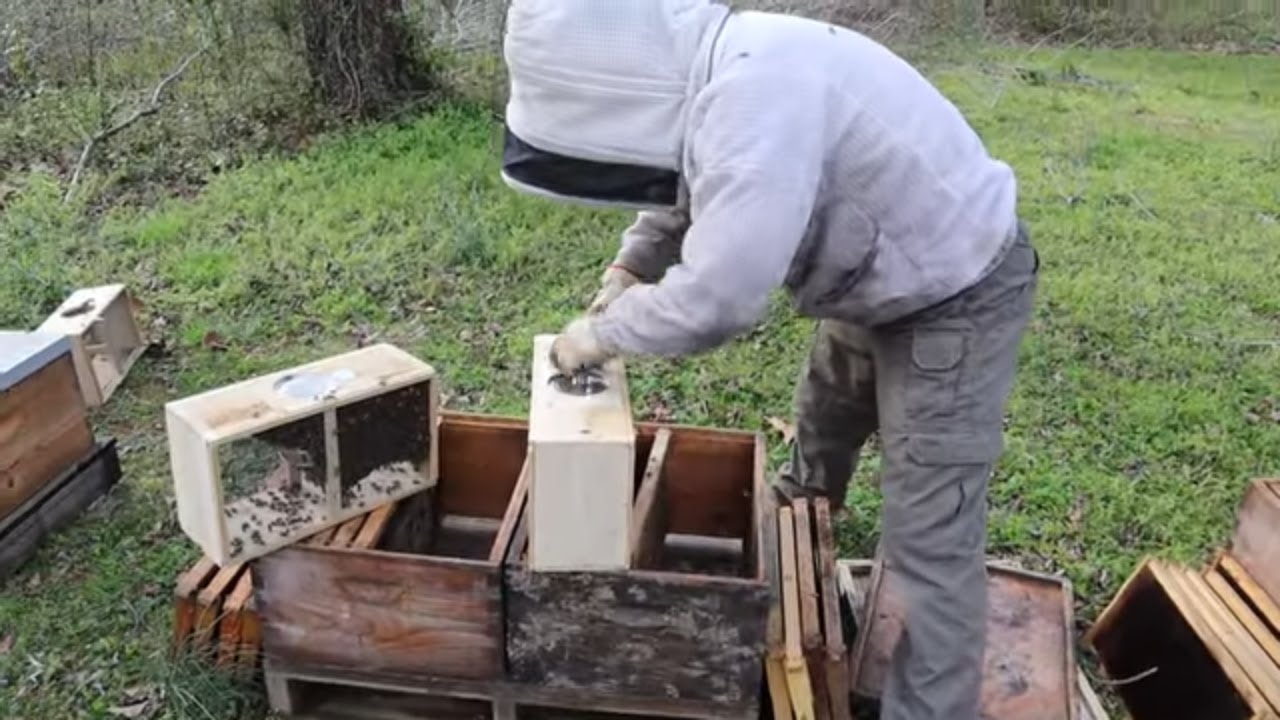 🔵How to Install a Package bees using 2 Methods! PLUS tips & tricks to keep them healthy & alive