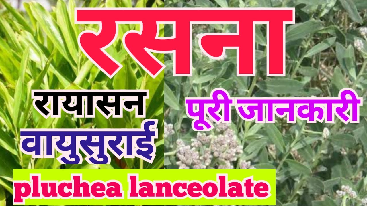 Full information of Pluchea lanceolata plant | Benefits of Rasna | Rasna leaf | Identification of Rasna | Raison