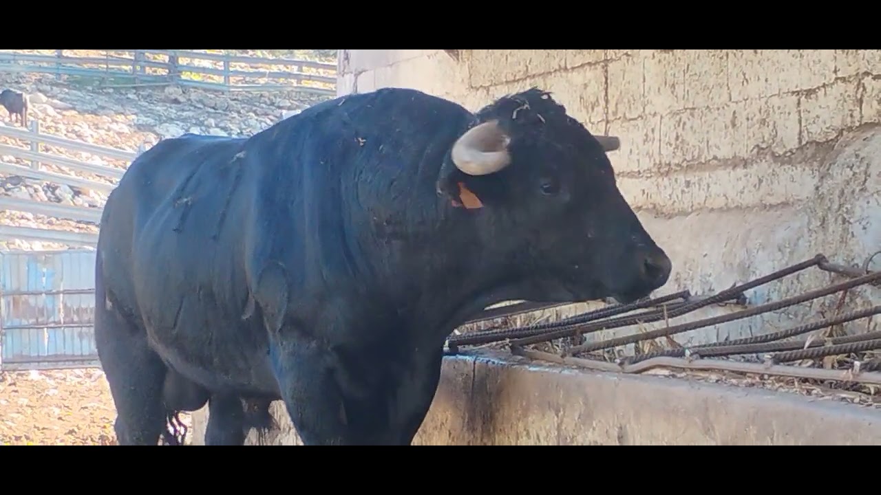 Ganado bravo toros comiendo 