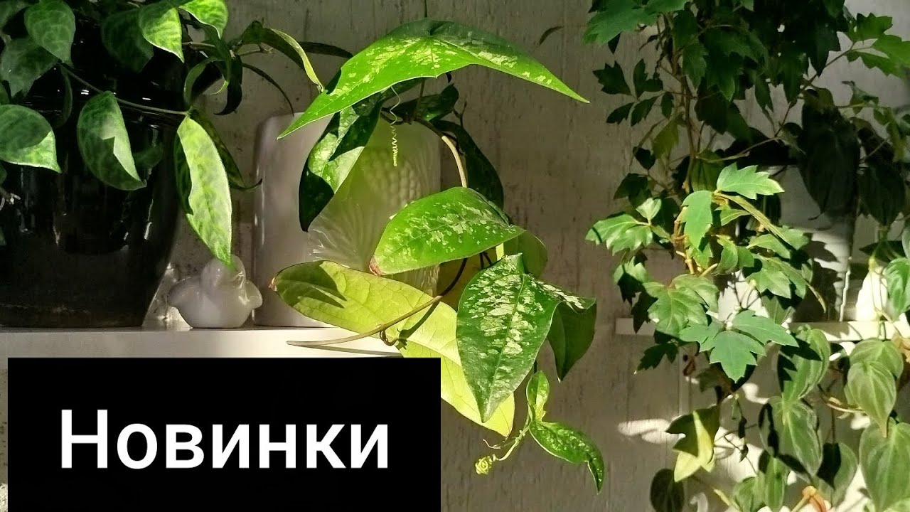 РАСПАКОВКА НОВИНОК В МОЮ КОЛЛЕКЦИЮ РАСТЕНИЙ
