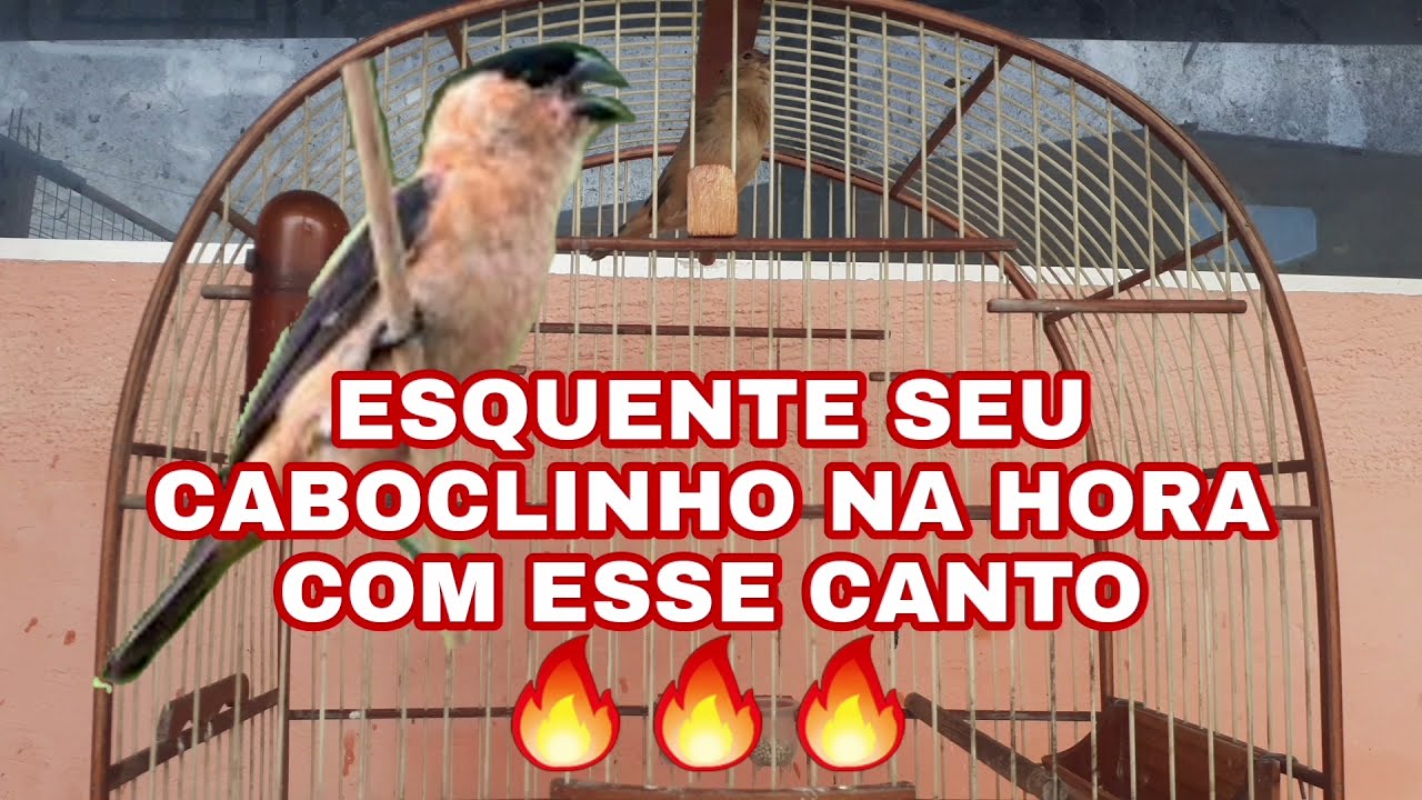 Caboclinho cantando pra valer,o melhor ESQUENTA pro seu caboclinho🔥🔥🔥👍