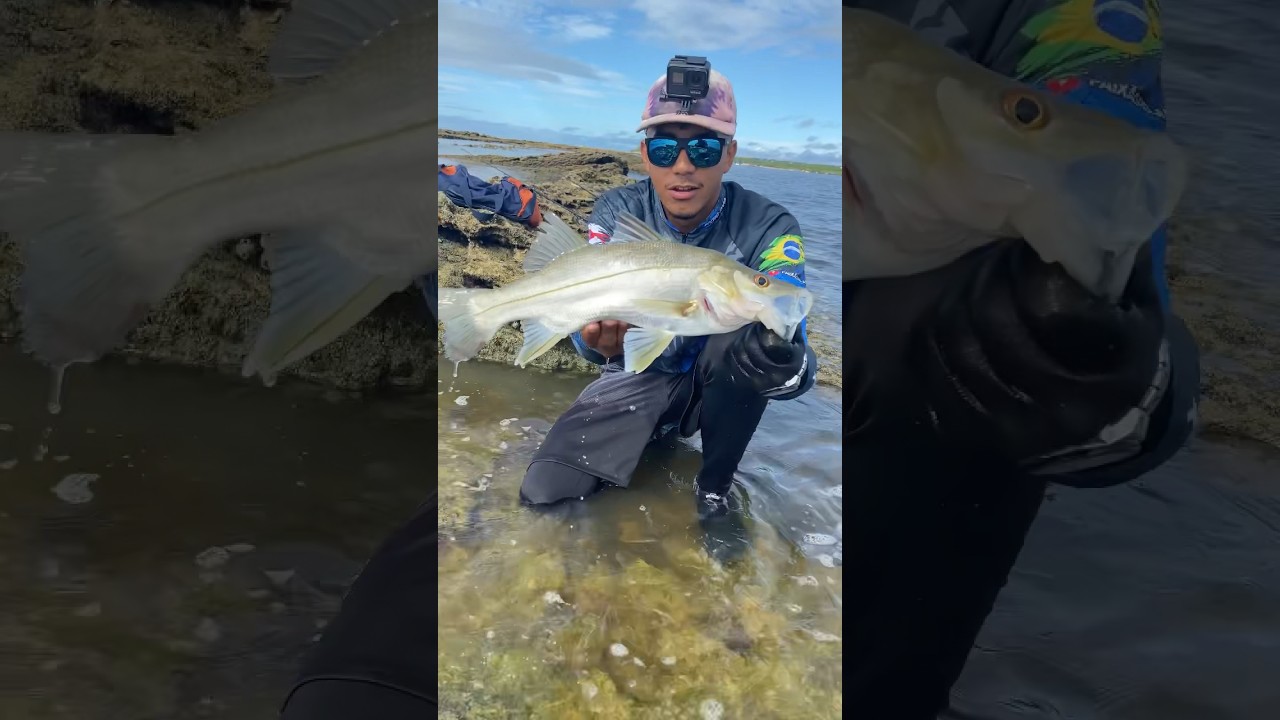 ROBALO PEVA NO PLUG