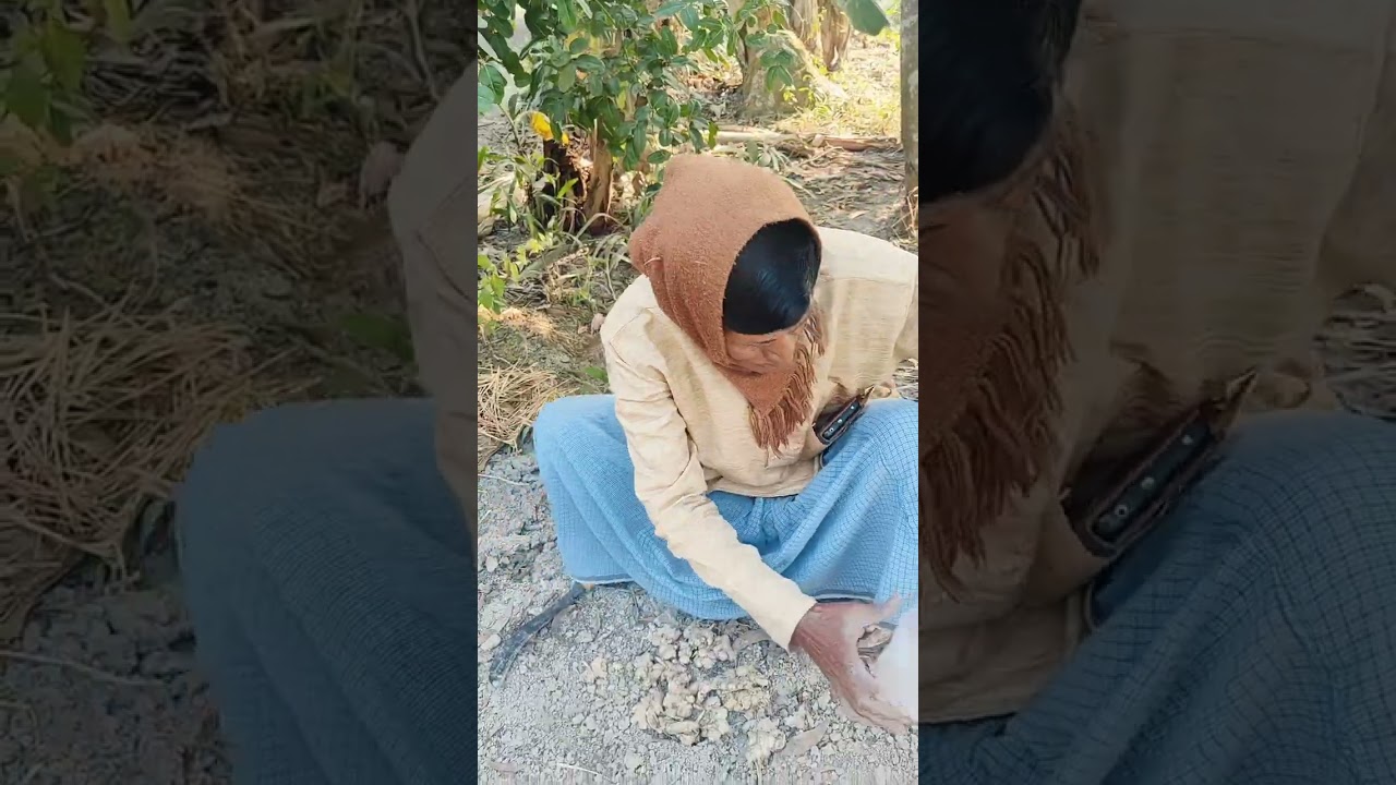 বাড়ির দেশী হাঁস ও দেশী মুরগি বাগানের টাটকা আলু দিয়ে 
