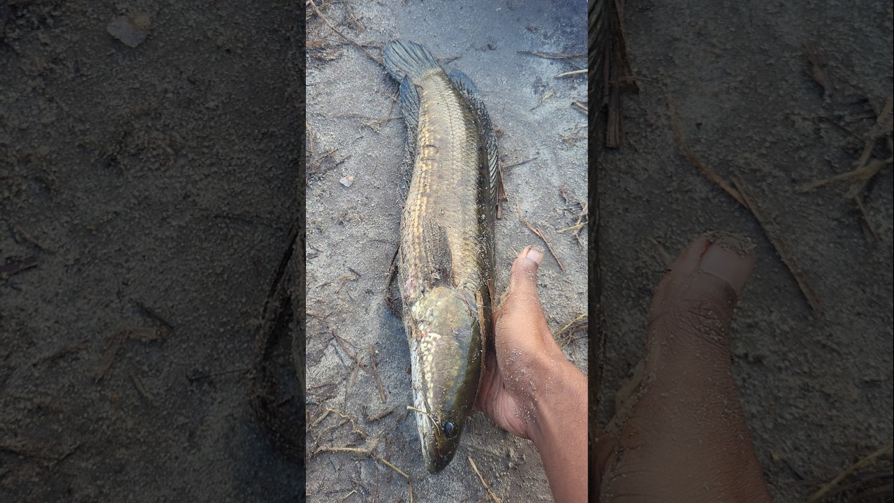 Heavy Size Varal #shortsfeed #shortvideo #fishingshortvideo #shorts #newvideo #malayalam #fishing