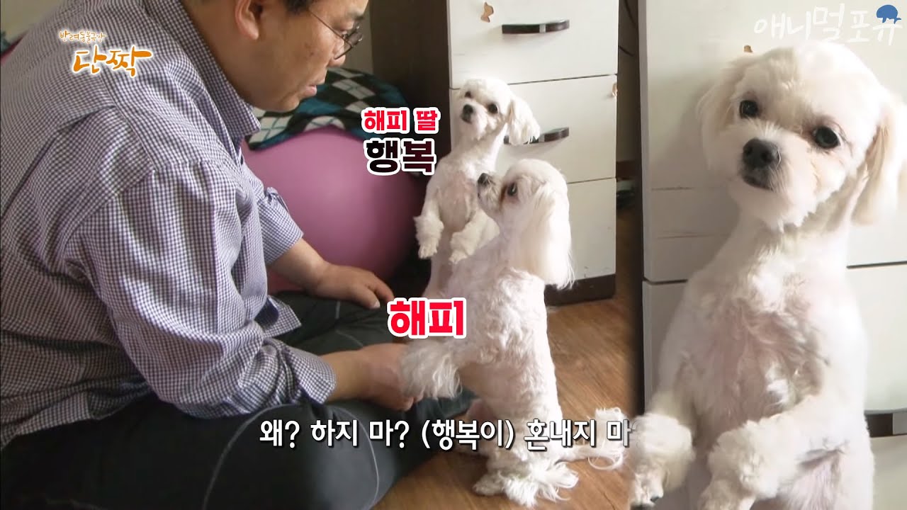 [동물다큐] 딸 혼내지 말라고 같이 벌서는 엄마 '해피'｜가수왕 해피 (2/4) KBS 150512 방송