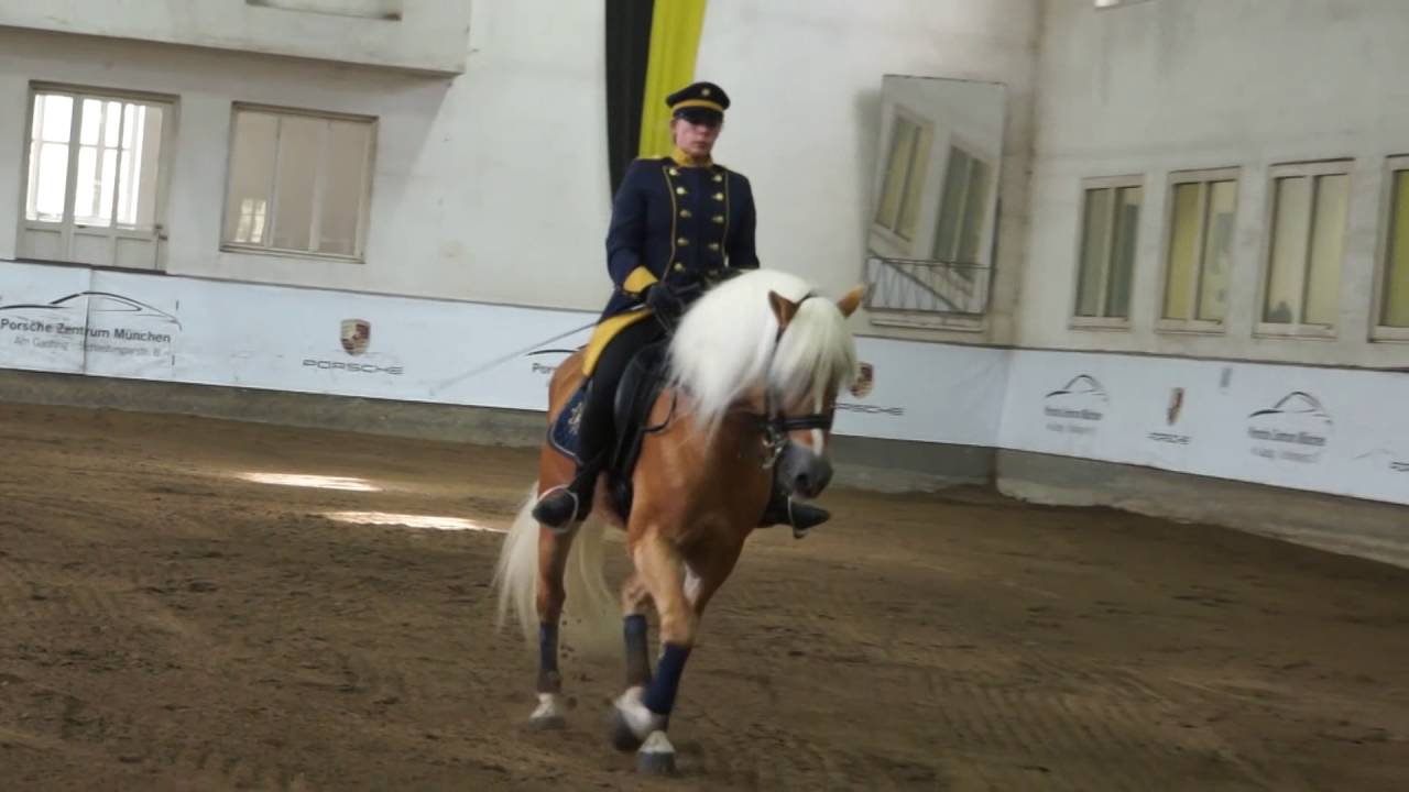Haflinger-Einzeldressur Weltsiegerhengst „Stainz“  vom Fohlenhof Ebbs @ Café Reitschule, München