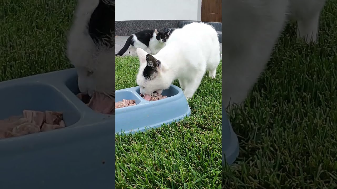 Białaska warczy przy jedzeniu