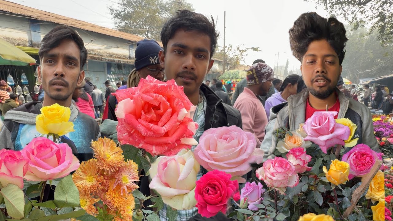 New Rose Variety First Time 🌹 Soma Sila Manosh Blush Riviera at Galiffstreet | Best Flowers Forever 