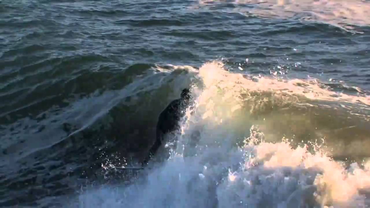 Santa Cruz Surfboards 5'8'' Ozzie Wrong Board - Homer Henard