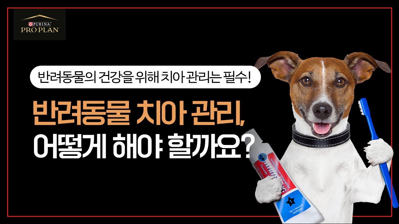 반려동물 치아관리, 어떻게 해야 할까요?
