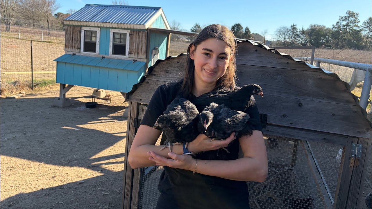 How To Integrate New Chicks Into Your Existing Chicken Flock