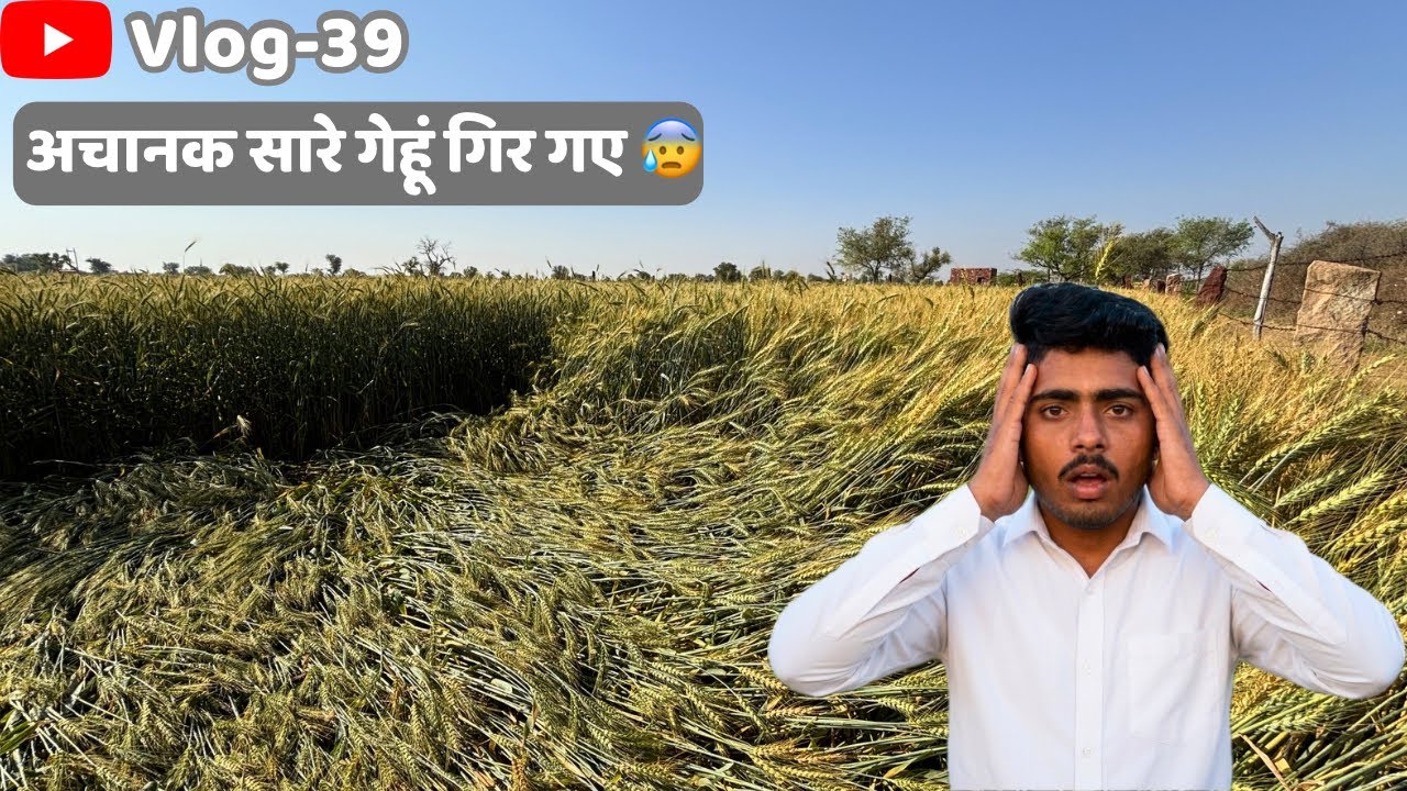 अचानक सारे गेहूँ गिर गए 😰 #vlogs #dailyvlog 