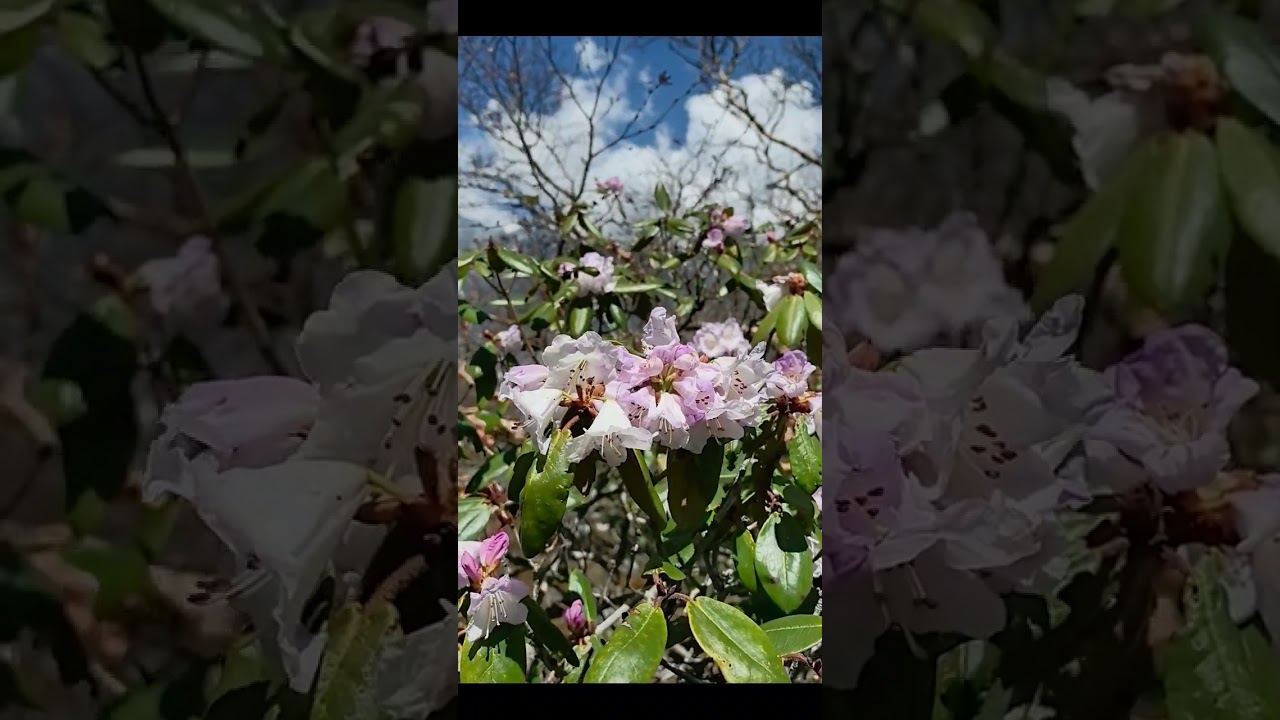 སྟོད་གཞས་