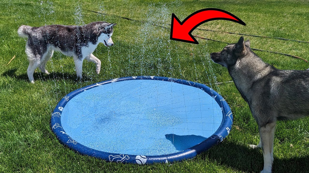 Your Dogs Will LOVE Splashing Around in This Splash Pad!
