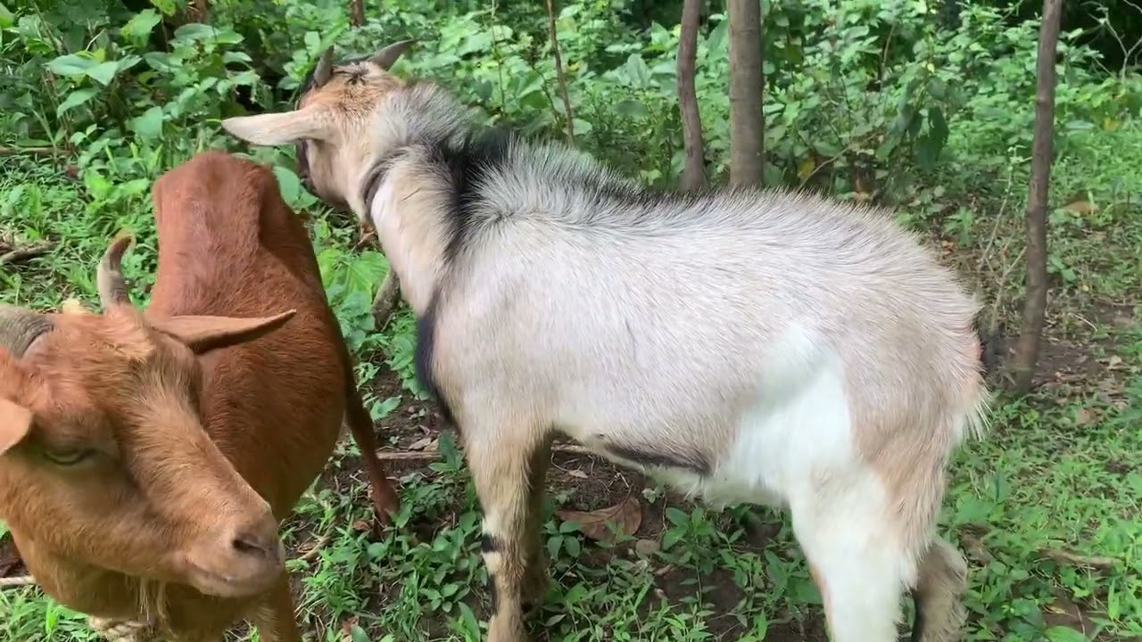True Friends are happy they played together #trending #goat #youtubeshorts #viralvideo