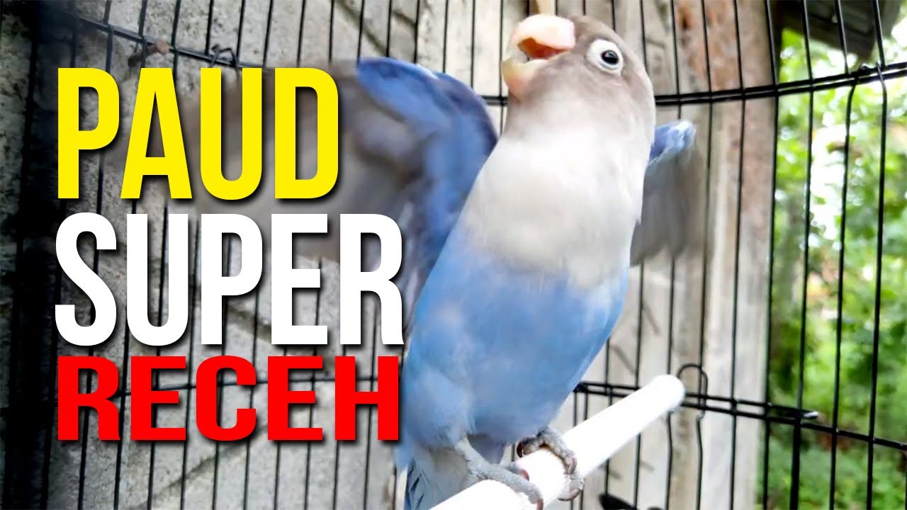 LOVEBIRD PAUD SUPER RECEH COCOK UNTUK PANCINGAN LOVEBIRD BALIBU