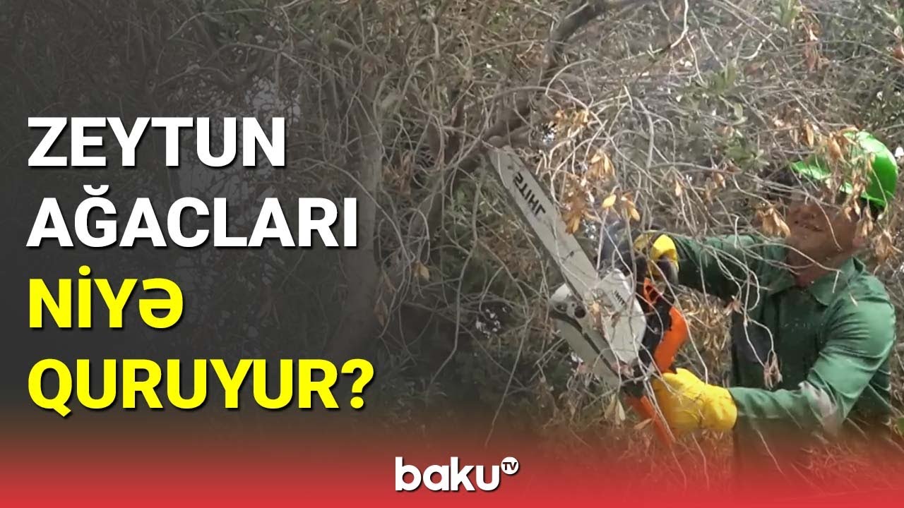 Zeytun ağaclarının quruma səbəbi nədir?