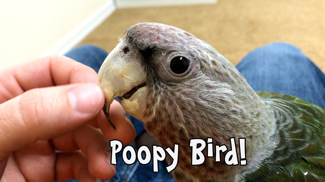 Truman Cape Parrot - Messiest Poopy Bird!