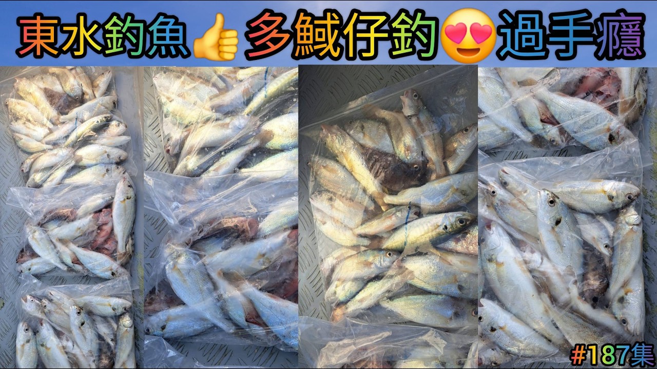 【香港艇釣精華】X 第187集-東水釣魚魚獲Vlog ｜肥䱛魚｜多䱛仔玩｜釘公魚｜石狗｜斑類｜雜魚｜釣魚日期: 14/02/2026 #釣魚 #香港釣魚 #fishing #fishingvideo