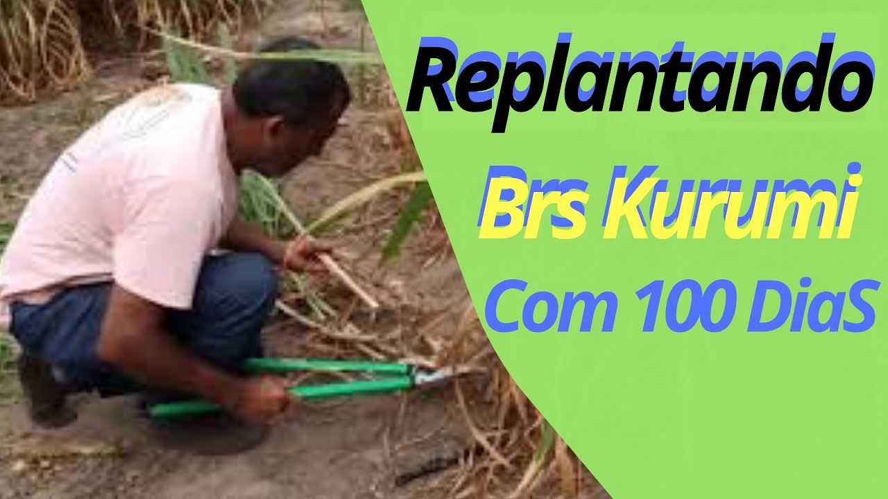 Cortando Brs Kurumi com 100 Dias Para replantar
