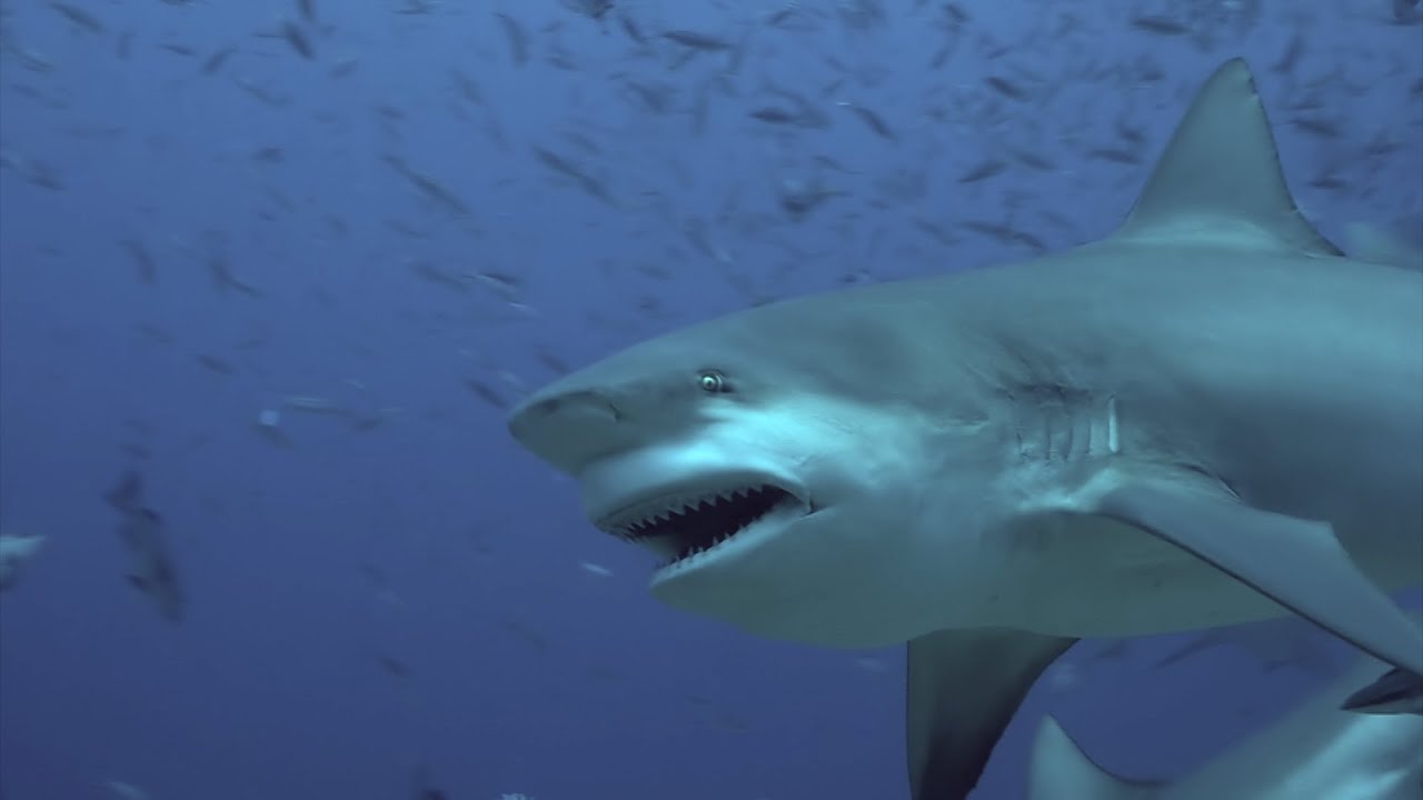 Bull Shark Removes Spear Fisherman Forearm