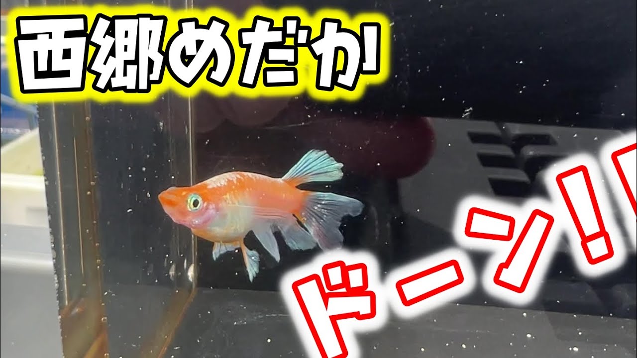 【めだか】今回も強烈なメダカ達！西郷めだかさんに行ってきました。Ｂ型おやじ