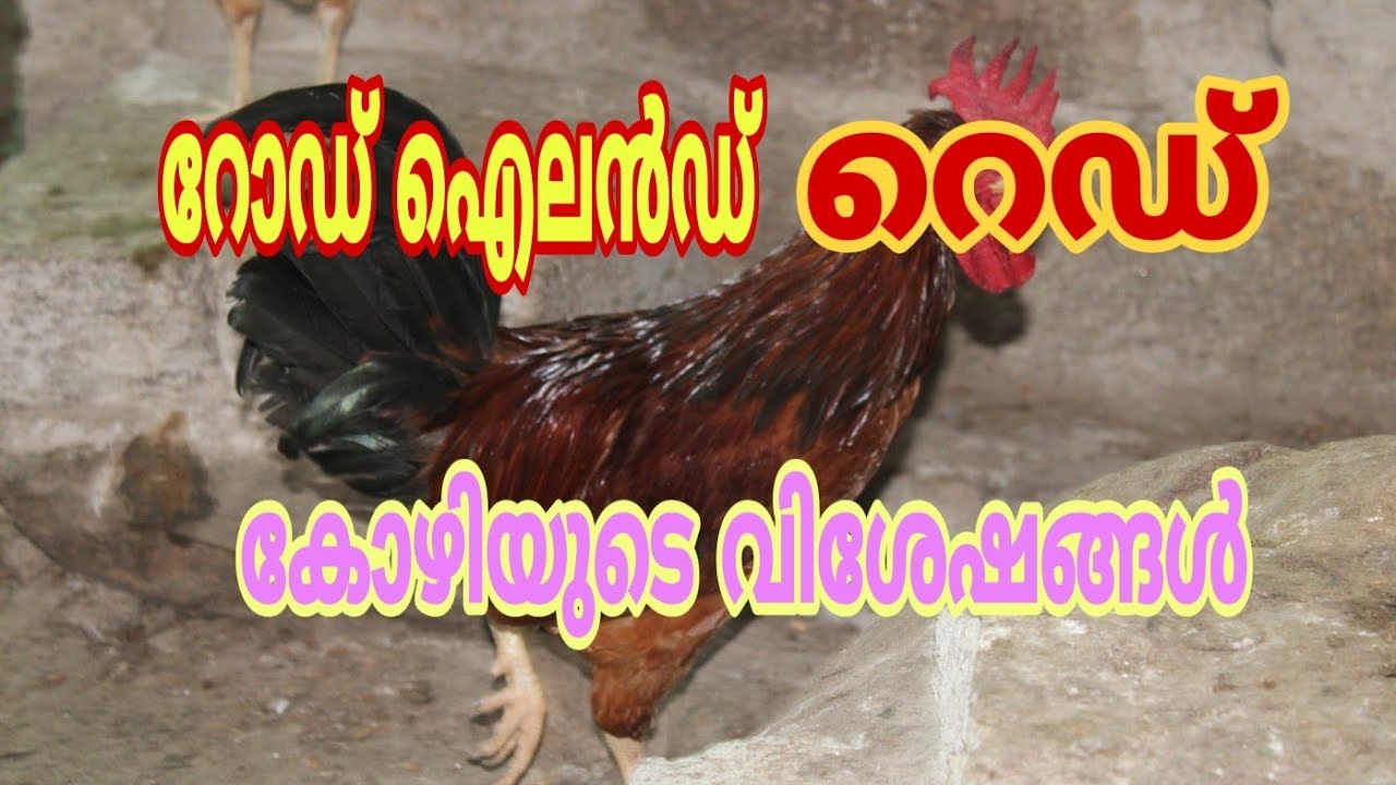 റോഡ് ഐലൻ്റ് റെഡ് | Rhod island Red chicken | Different types of Chicken Breed [Travel Beeps]