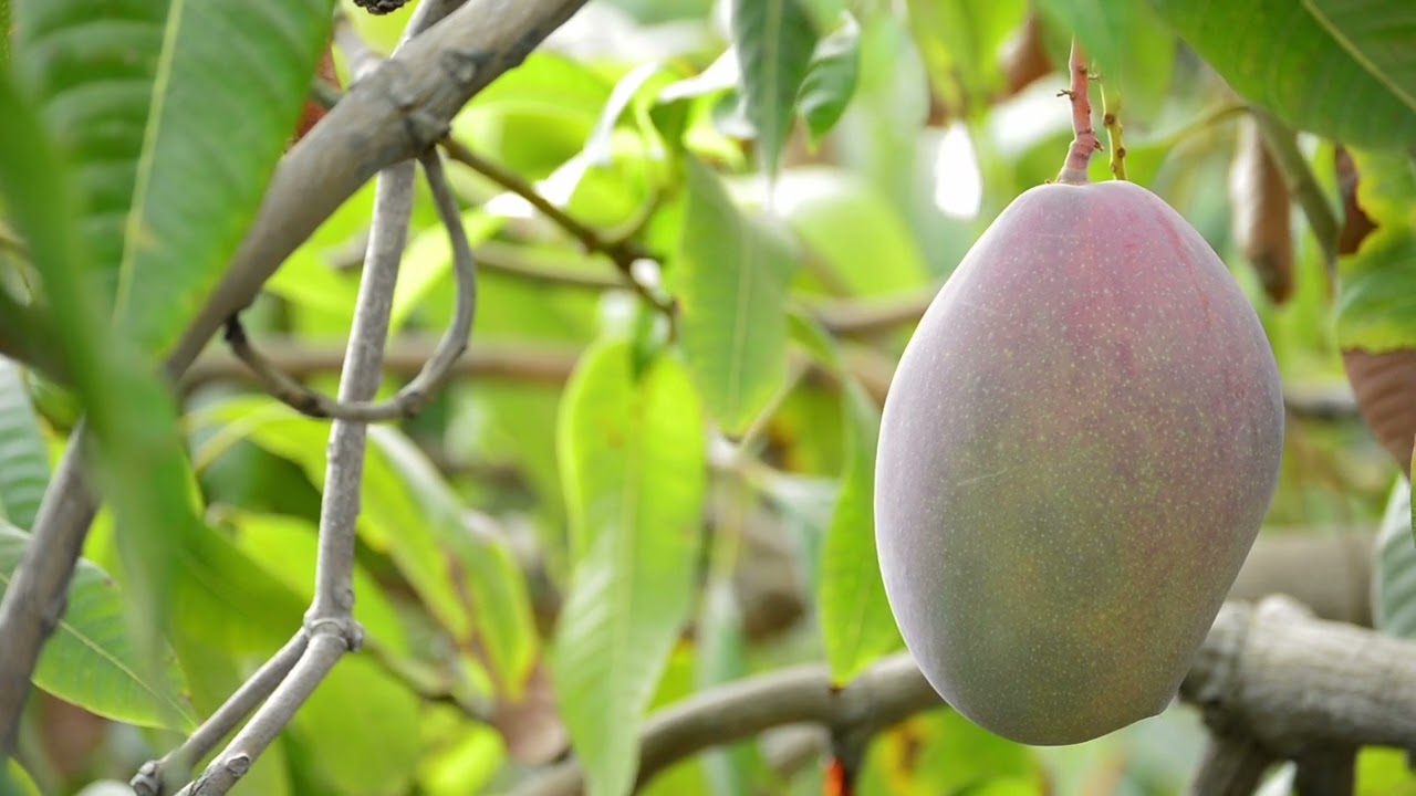 Purple mango 🥭 #fruit #farmingdocumentary #mango #harvest #satisfying 