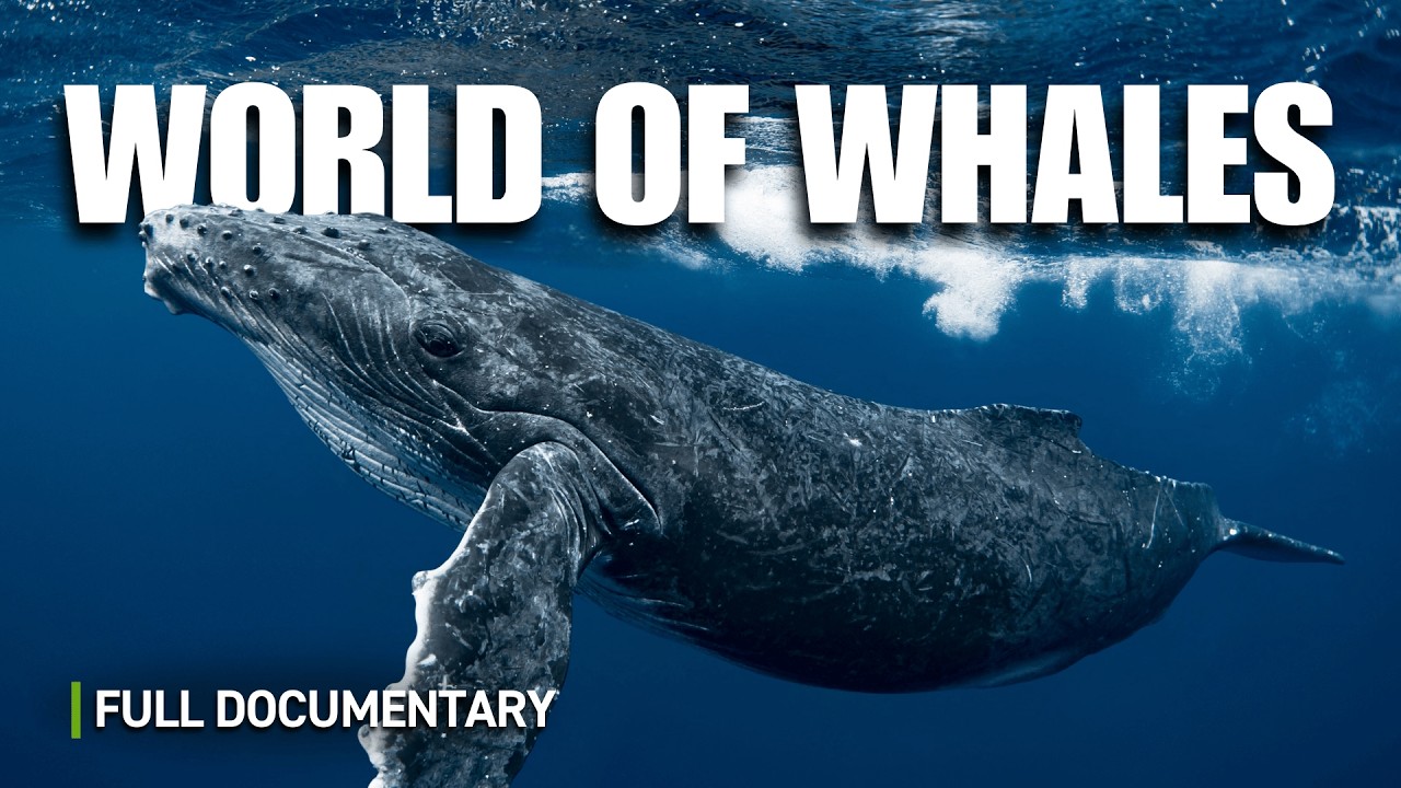 Inside the World's First Whale Sanctuary | Full Nature Documentary