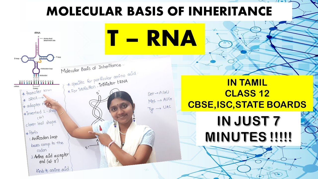 T- RNA | IN TAMIL | CLASS 12 | MOLECULAR BASIS OF INHERITANCE | IN JUST 7 MINUTES|| ADAPTER MOLECULE