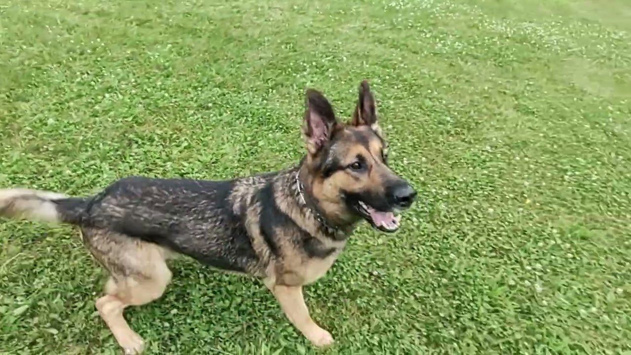 German shepherds playing fetch 👍