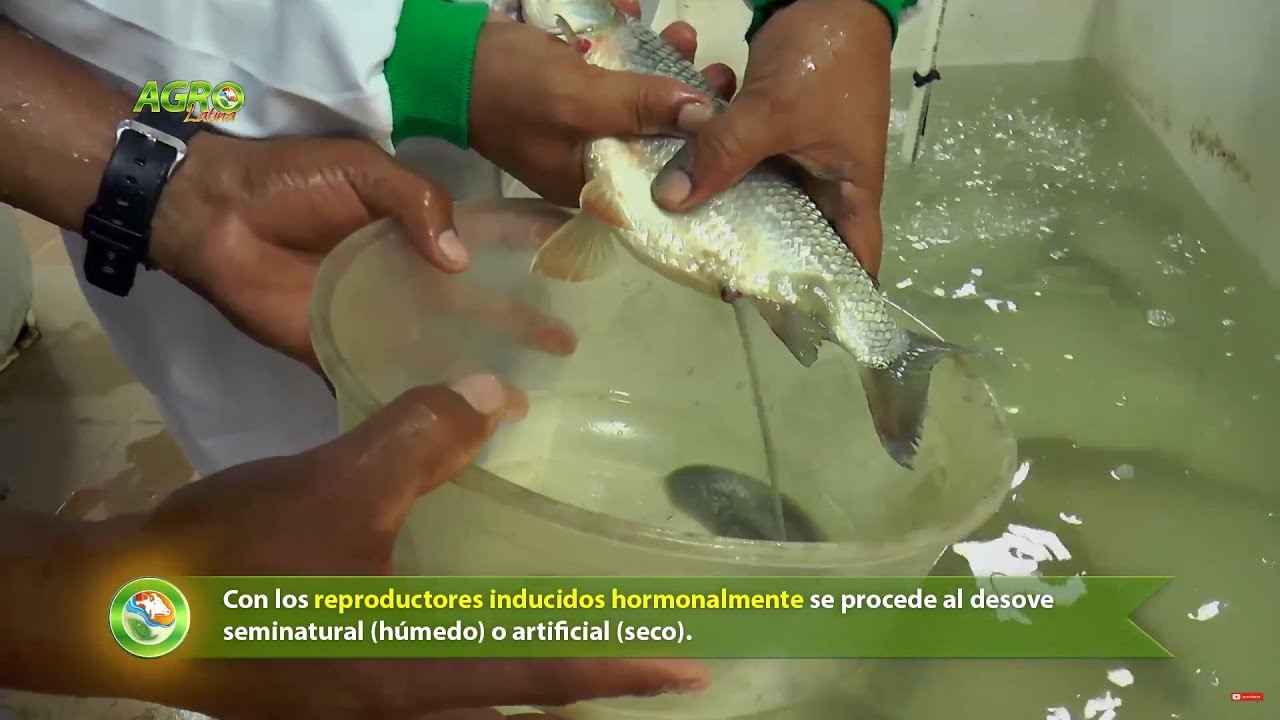 CULTIVO DE PECES DE CONSUMO 2  Reproducción Artificial