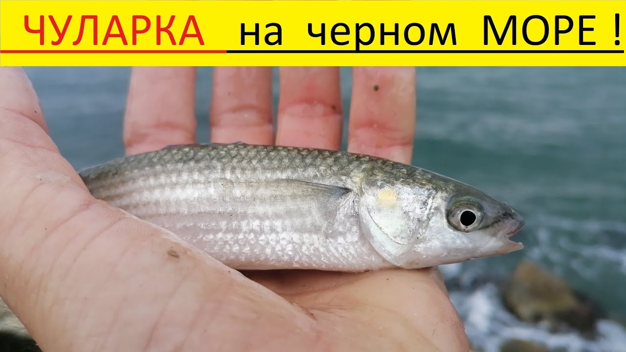 Ловля чуларки на черном море