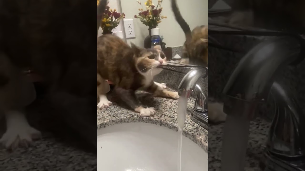 Cat pulls hair band from sink tap in Portland, Texas