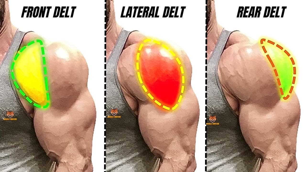 15 best shoulder wokrout with dumbbells only at home