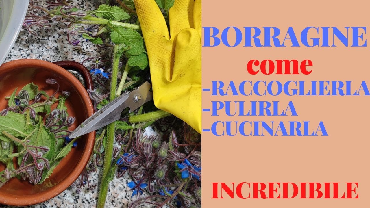 Borragine: dove trovarla, come raccoglierla, pulirla e cucinarla