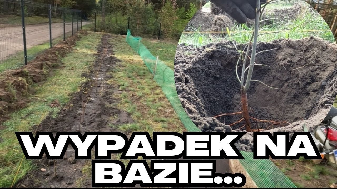 Sadzenie śliwy ałyczy (mirabelki) na żywopłot