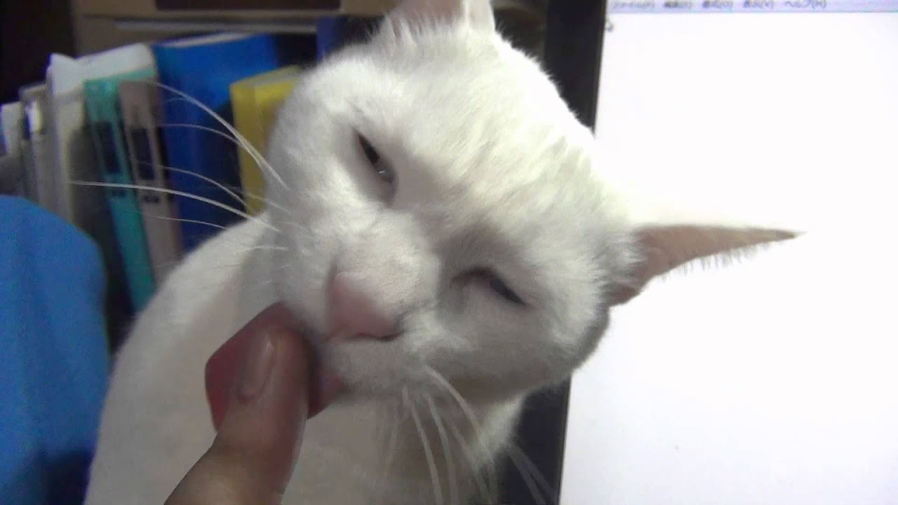 指を舐める白猫ユキ♪ White cat Yuki licks my finger