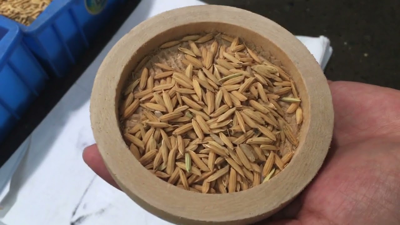 Paddy Seeds Separating Sorting Machine / Сортировочная машина для разделения семян риса