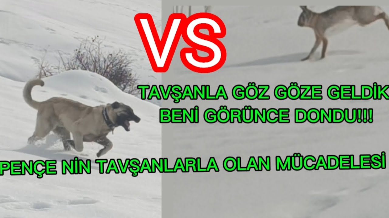 DUMAN OĞLU PENÇE'NİN TAVŞANLARLA OLAN MÜCADELESİ~ HIRÇE KÖPEKLERLE ÇİFTLEŞTİ !!..#DUMAN#PENÇE#kangal