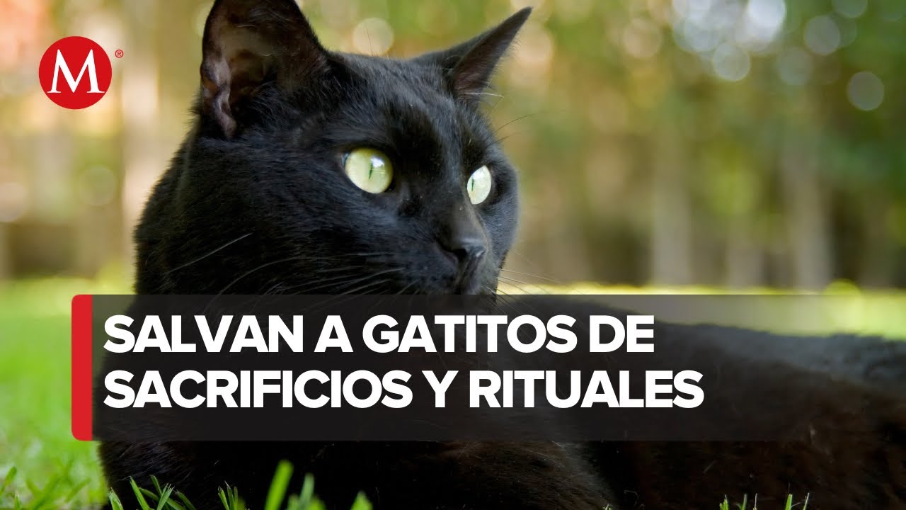 Conoce 