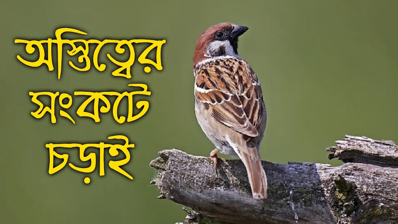 অস্তিত্বের সংকটে চড়াই